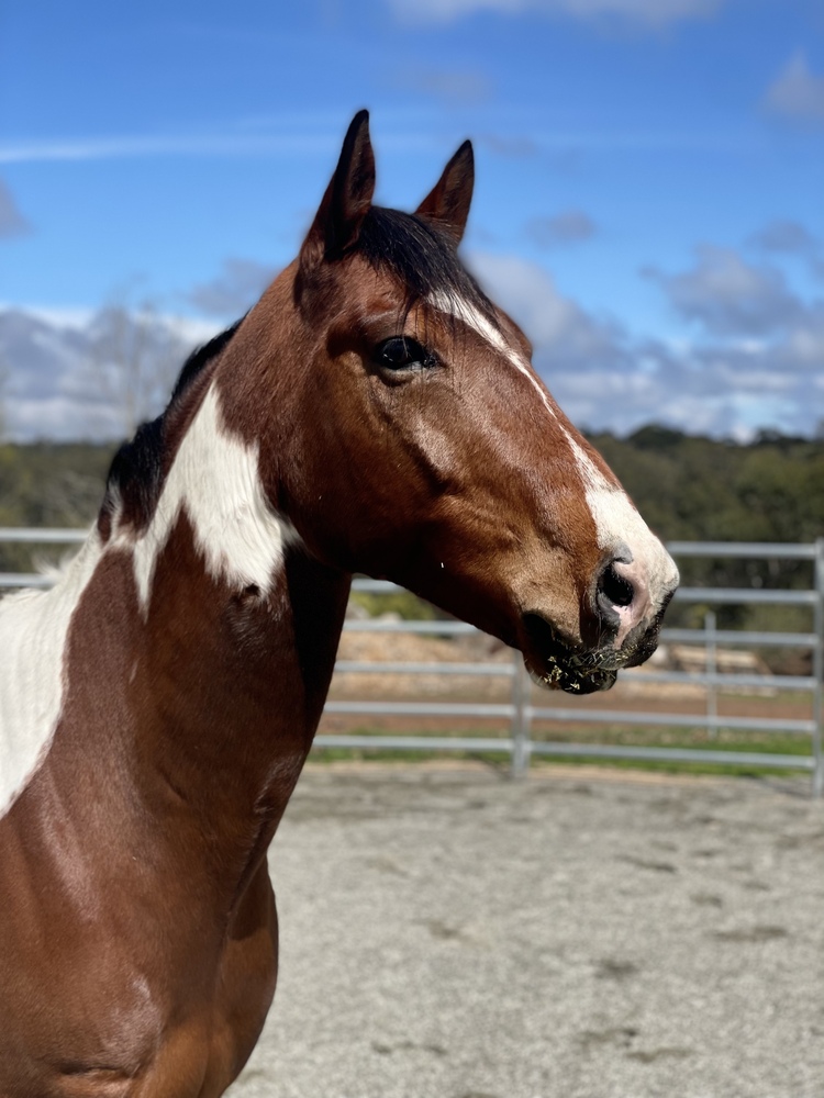 Reg Paint Bay Tobiano Allrounder horses Horse for sale in Trentham