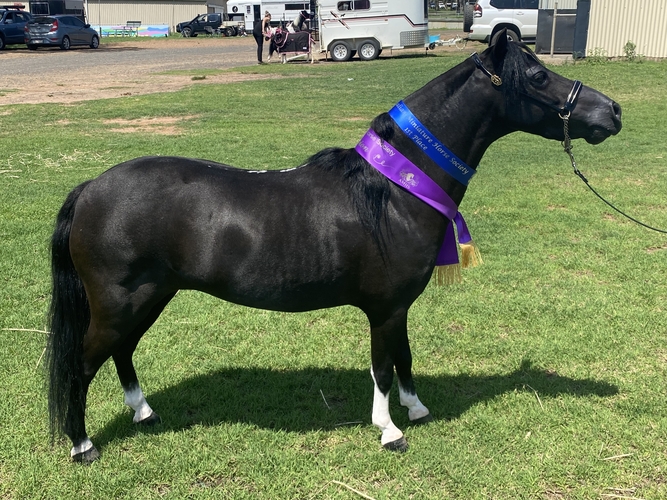 Small horse gelding Show horses Horse for sale in Gatton QLD