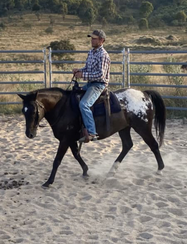 Appaloosa Gelding Trail Riding horses Horse for sale in Canberra