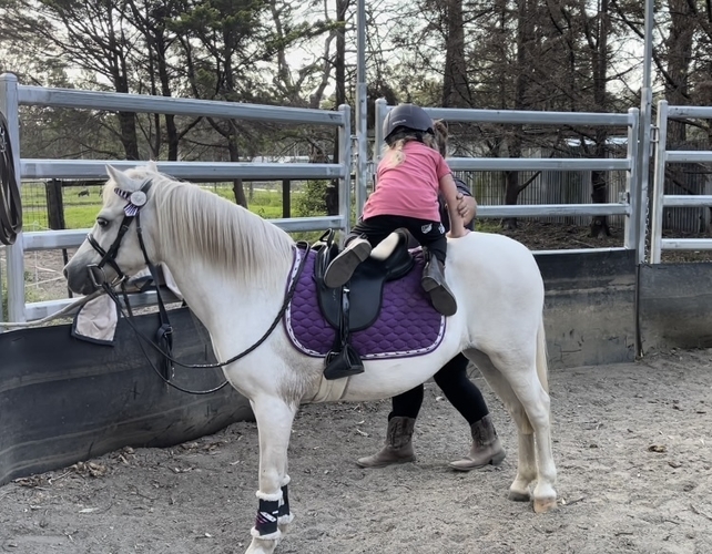 lead pony 4 kids Allrounder horses Horse for sale in Falls Creek NSW Horse Deals