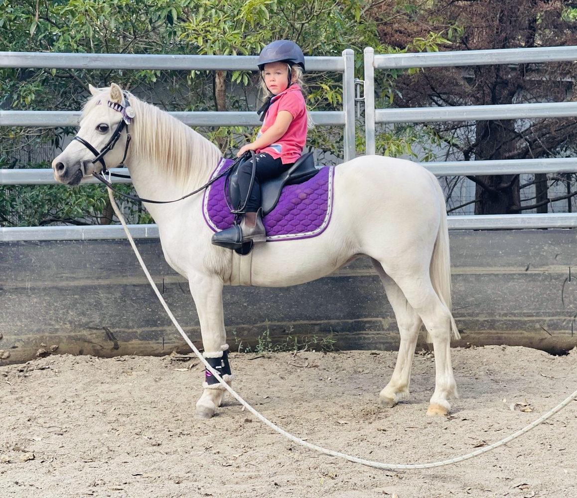 lead pony 4 kids Allrounder horses Horse for sale in Falls Creek NSW Horse Deals