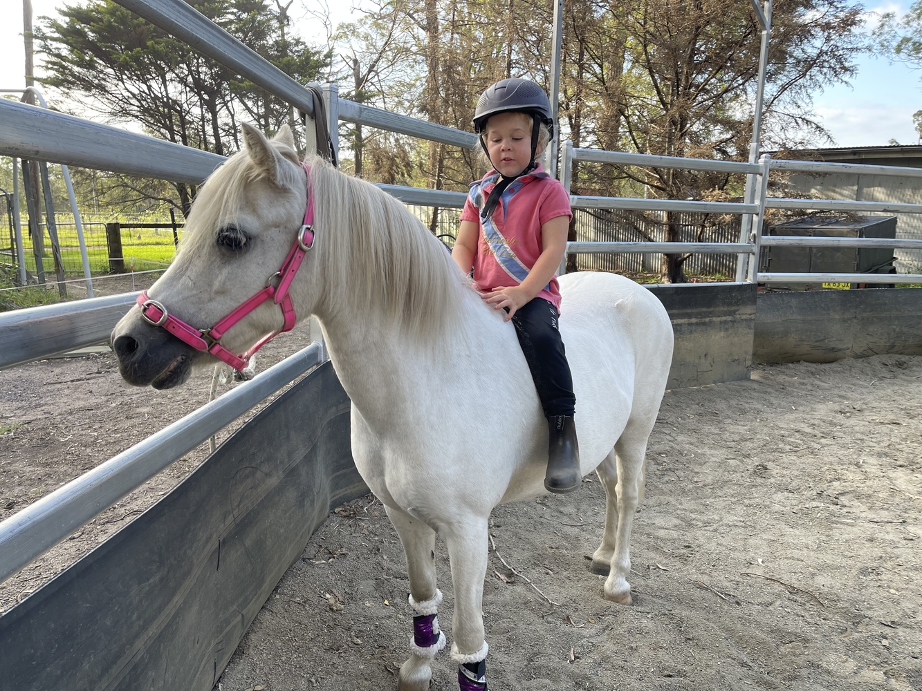 lead pony 4 kids Allrounder horses Horse for sale in Falls Creek NSW Horse Deals