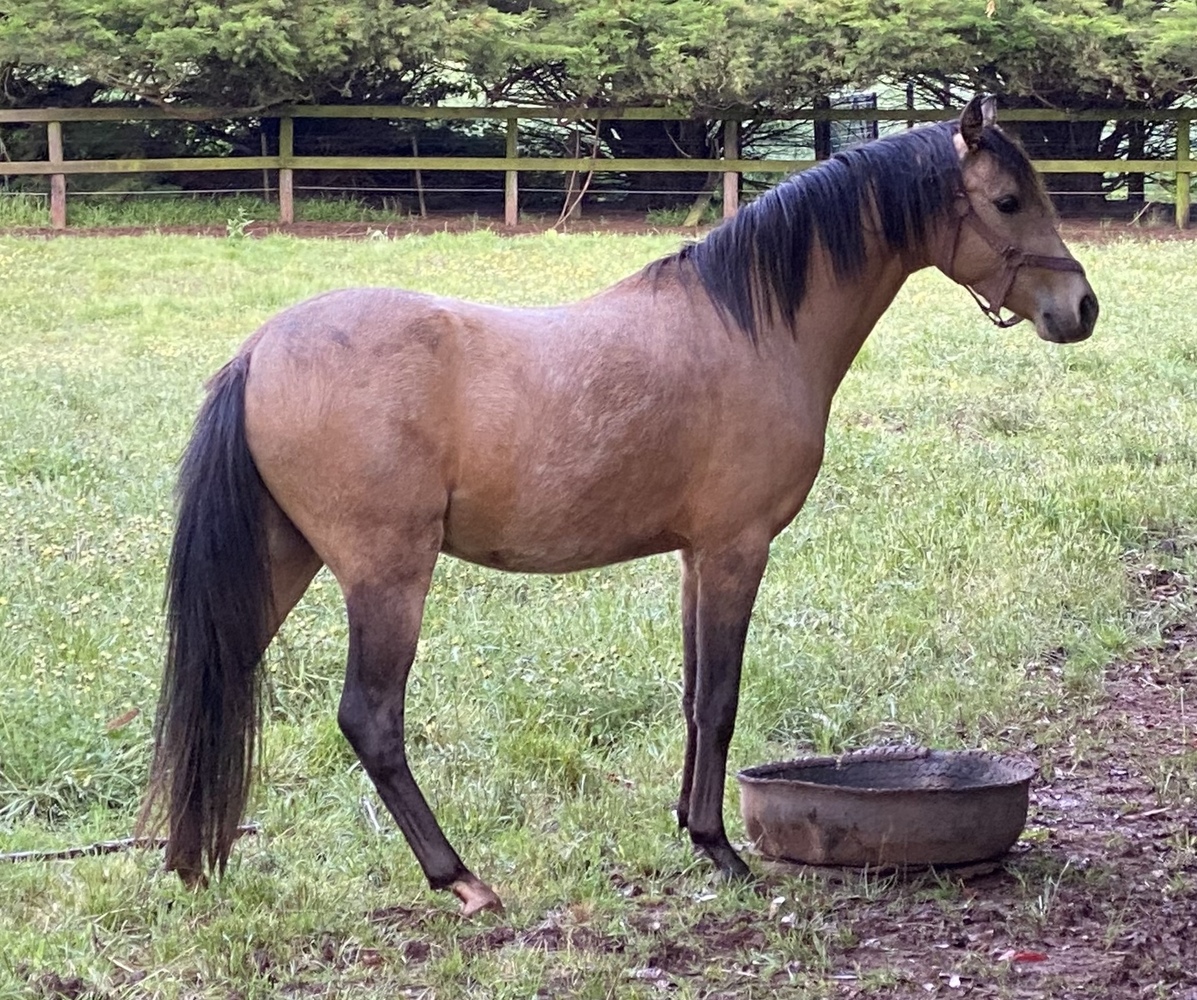Kaidon Park Frangelico Show horses Horse for sale in Romsey VIC