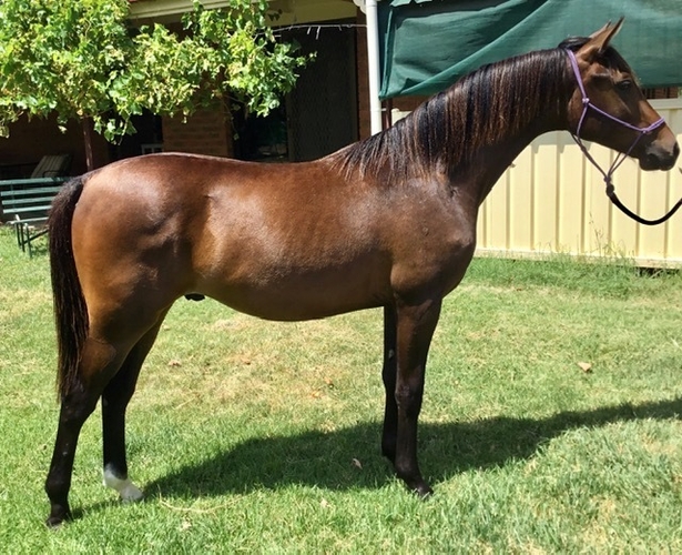Stunning × Arab Endurance horses Horse for sale in Mathoura