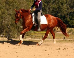 Dressage Pony