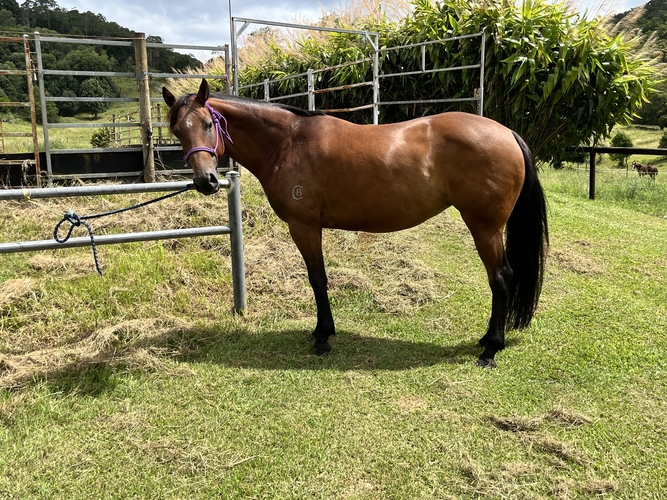 Breed or Ride Breeding horses Horse for sale in South Murwillumbah