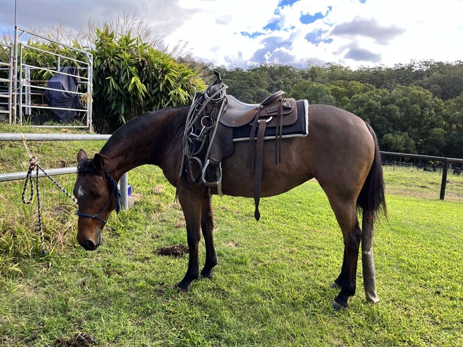 Breed or Ride Breeding horses Horse for sale in South Murwillumbah