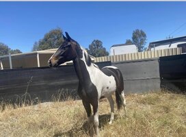 Kenlock London Spunk