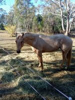 Stunning Palamino Q/H Mare