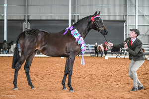 Arabian Warmblood Filly