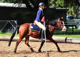 Riding Pony - Australian/Welsh