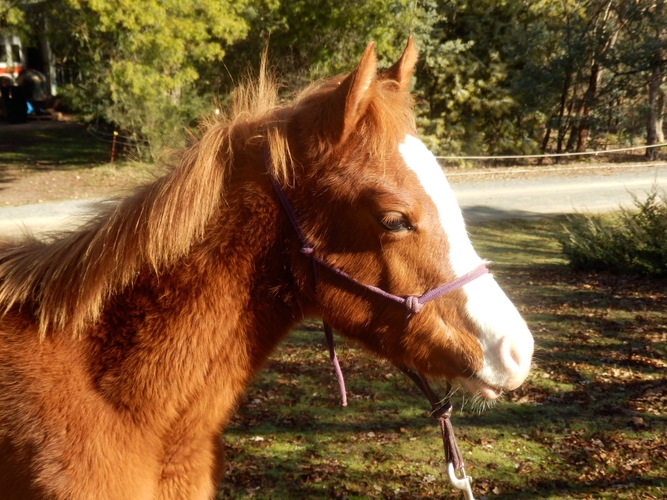 Flashy Filly Endurance horses Horse for sale in Queanbeyan NSW