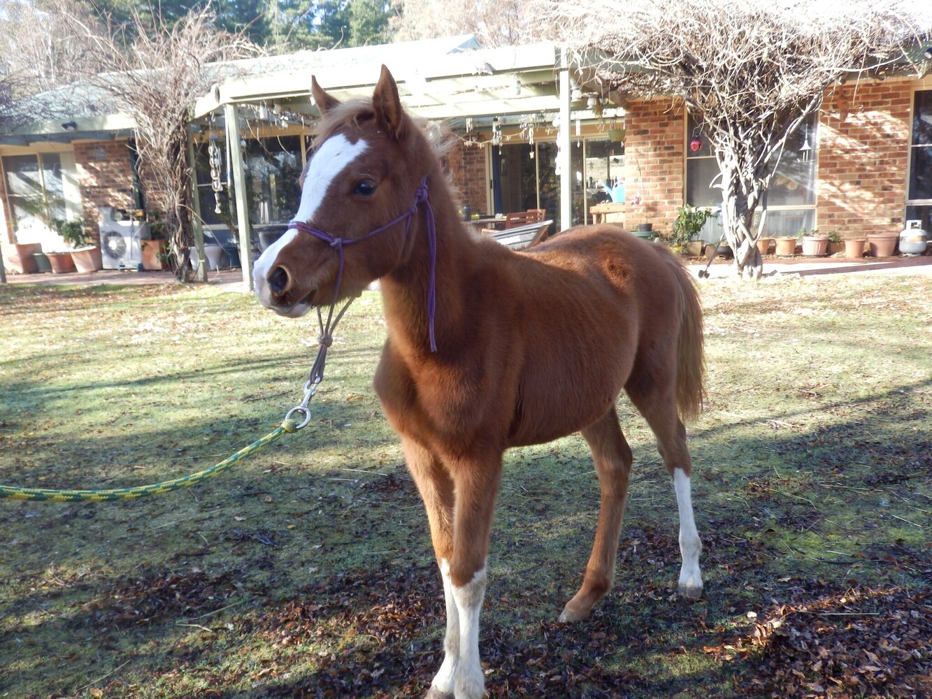 Flashy Filly Endurance horses Horse for sale in Queanbeyan NSW