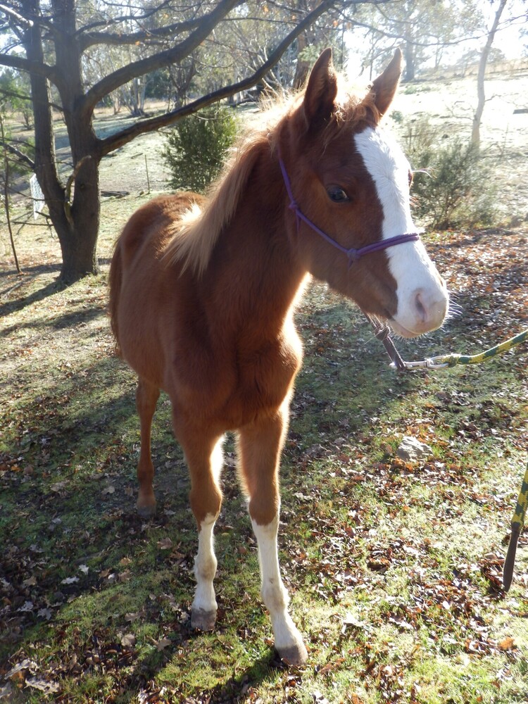 Flashy Filly Endurance horses Horse for sale in Queanbeyan NSW