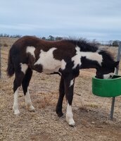 Clydesdale x Paint Weanling