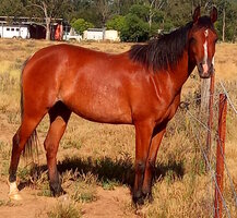 Arabian Mare F33569