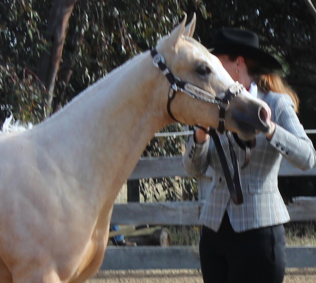 Hot N Vegas Stallion Services for sale in Riddells Creek VIC Horse