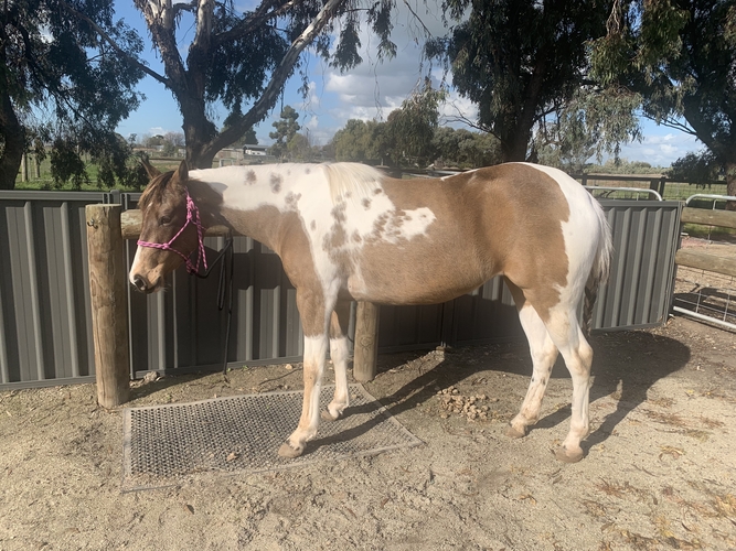 Buckskin Tobiano Horse