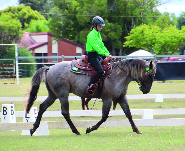 Silver Big Stretch (IMP) Quarter Horse Stallion Services for sale