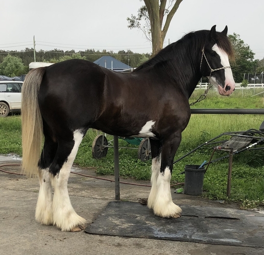 Volo Andre Clydesdale Stallion Services for sale in Anna Bay NSW