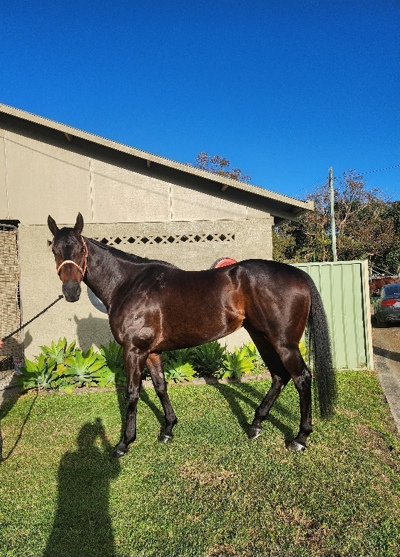 Beautiful Temperament Off the Track horses Horse for sale in Coffs Harbour Jetty NSW Horse