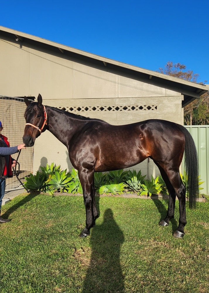 Beautiful Temperament Off the Track horses Horse for sale in Coffs