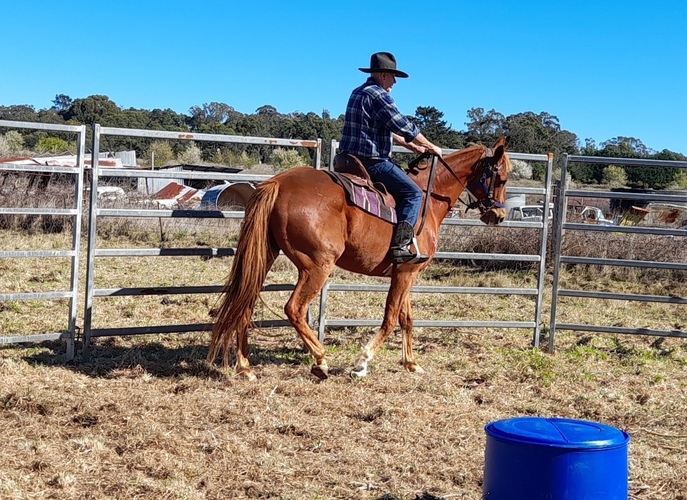 Chestnut Gelding Project Horse for sale in Stanthorpe QLD Horse Deals