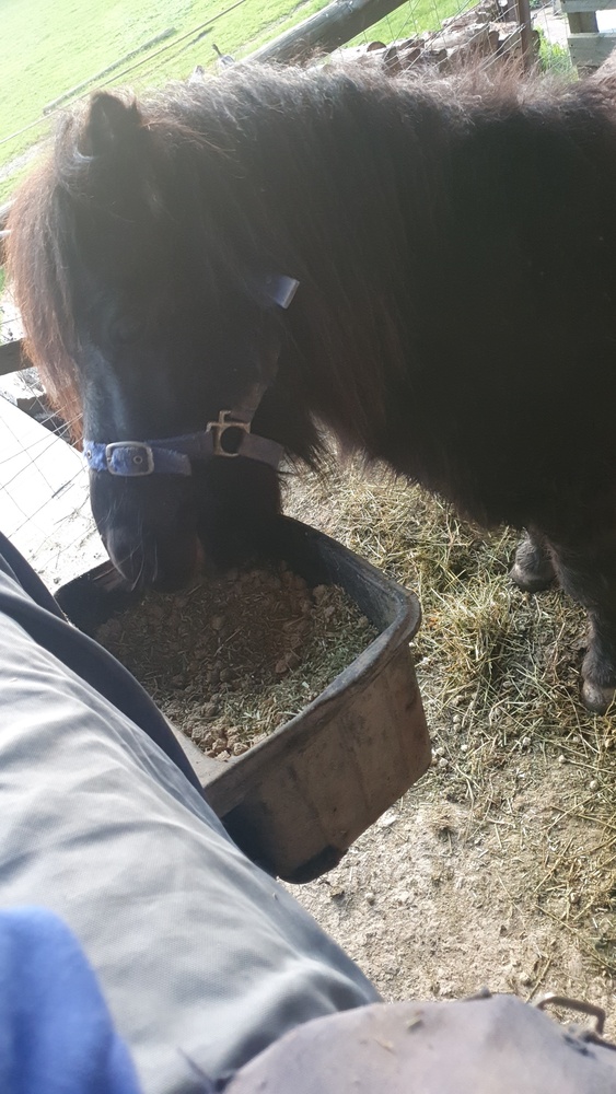 Shetland pony Project Horse for sale in Kinglake VIC Horse Deals