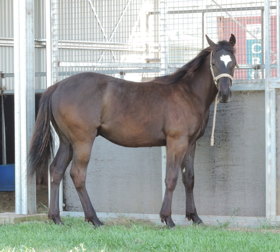 Yearling Gelding Cutting horses Horse for sale in Cowra NSW Horse