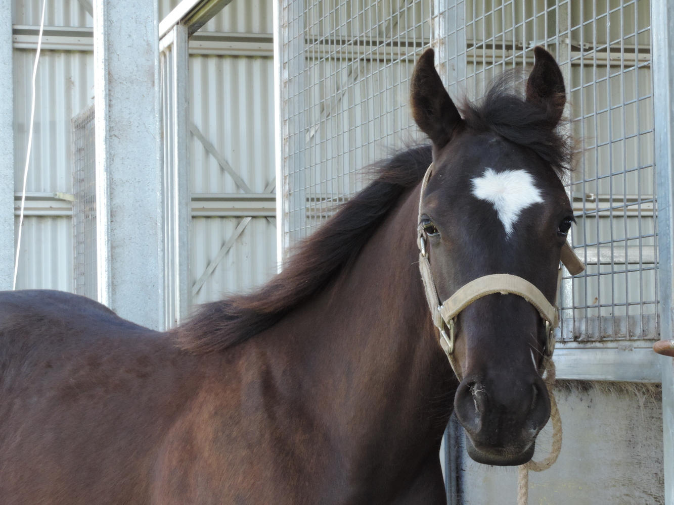 Yearling Gelding Cutting horses Horse for sale in Cowra NSW Horse
