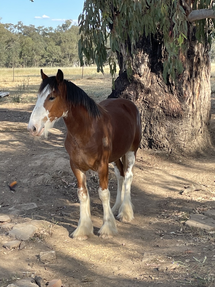 Clydesdale Colt Harness horses Horse for sale in Stockinbingal NSW