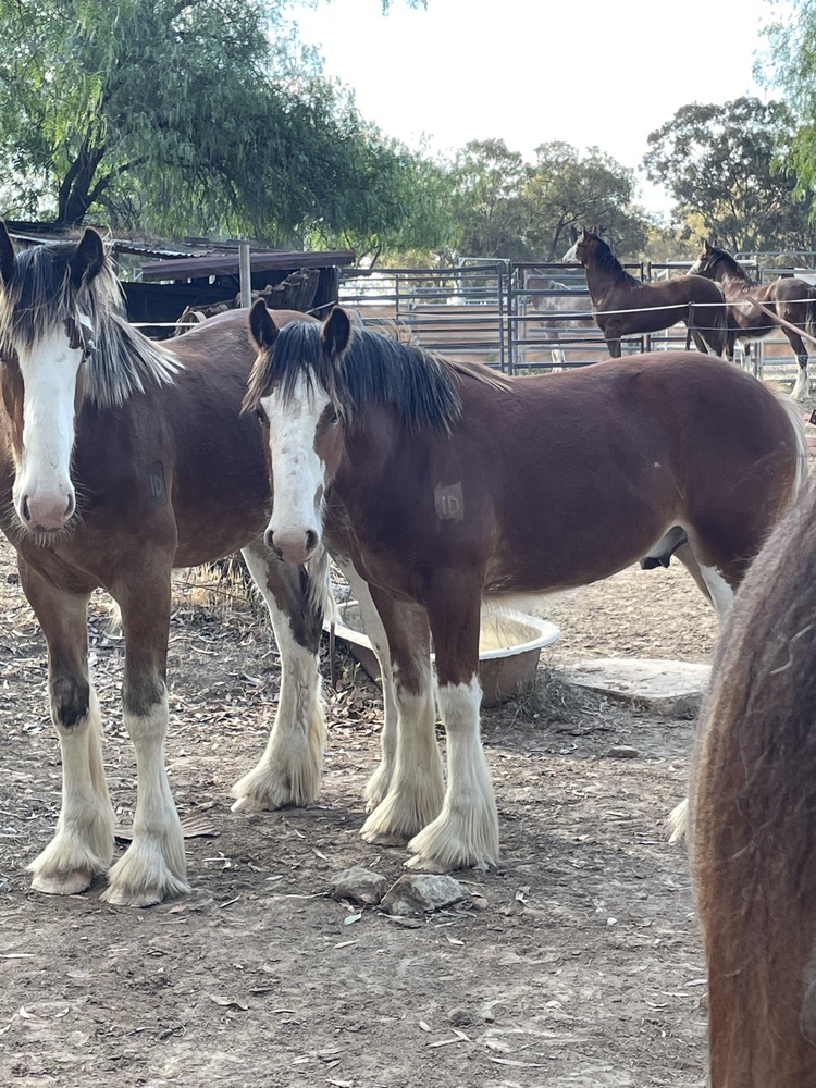 Clydesdale Colt Harness horses Horse for sale in Stockinbingal NSW