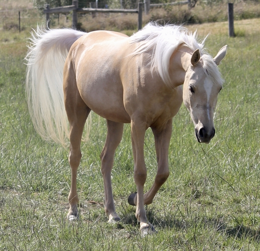 Illusion LOA Show horses Horse for sale in Geelong VIC Horse Deals