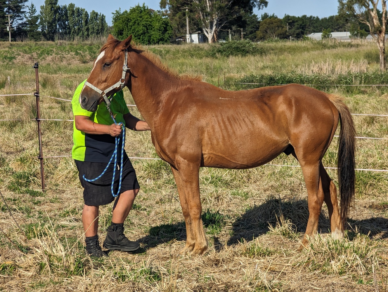 Chestnut Gelding Project Horse for sale in Stanthorpe QLD Horse Deals