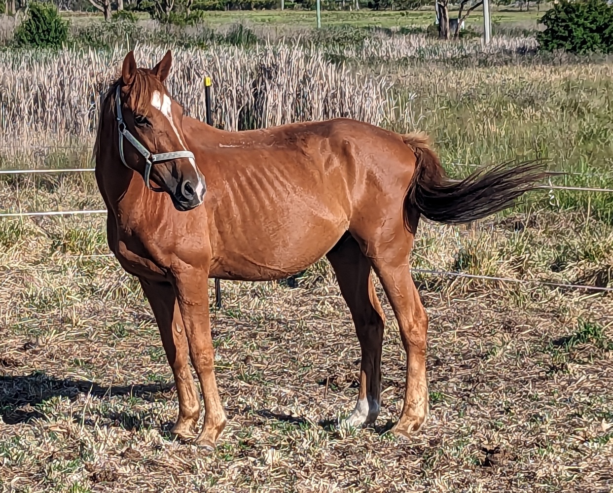 Chestnut Gelding Project Horse for sale in Stanthorpe QLD Horse Deals