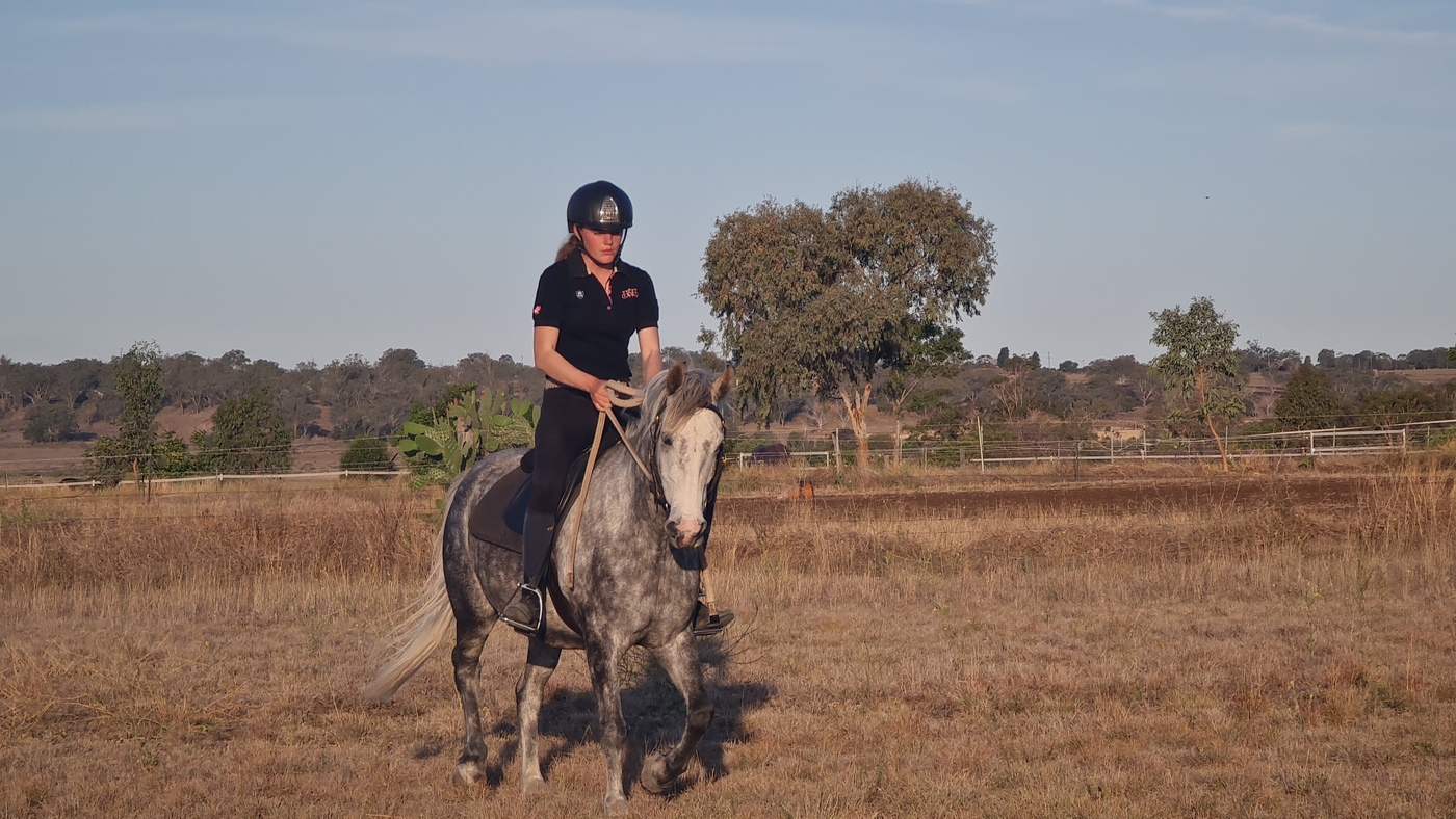 Fun Welsh x ASH Allrounder horses Horse for sale in Toowoomba City