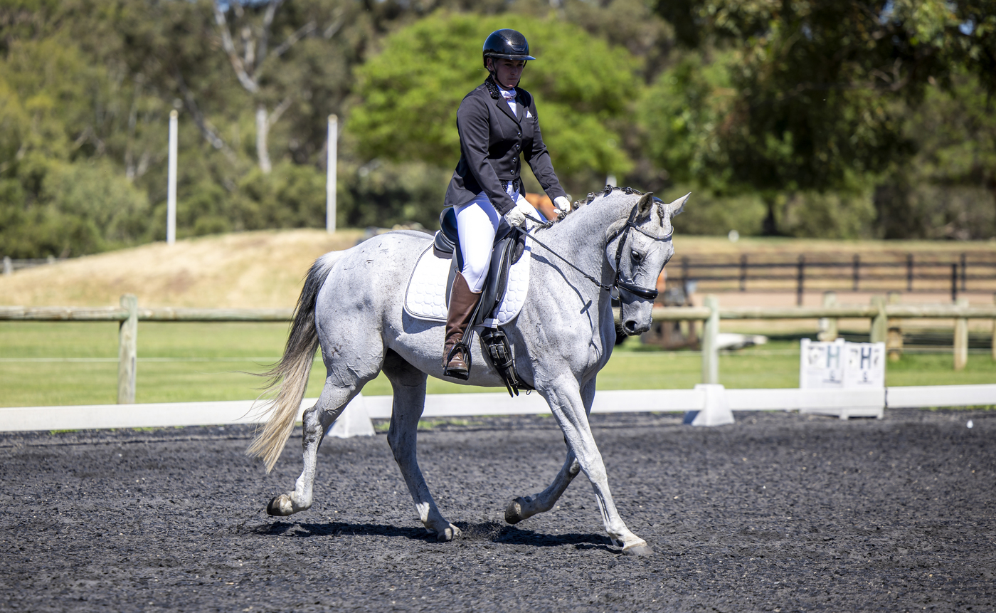 Sylva Terre Dressage horses Horse for sale in Bullsbrook WA Horse