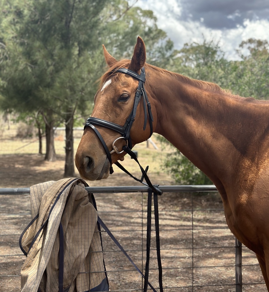 Mamzelle Sophie Allrounder horses Horse for sale in Dubbo NSW