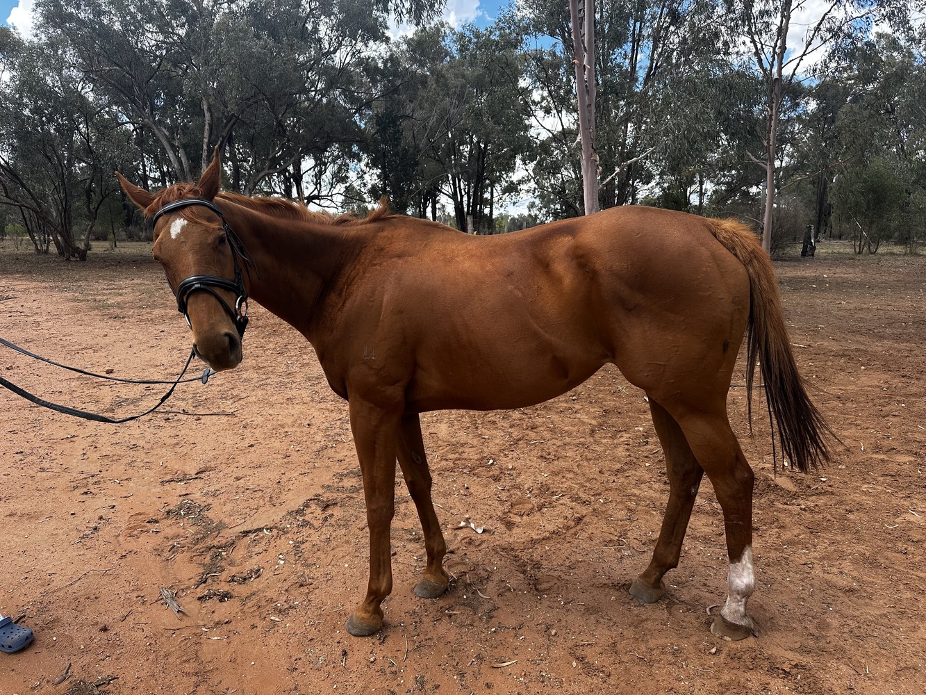 Mamzelle Sophie Allrounder horses Horse for sale in Dubbo NSW