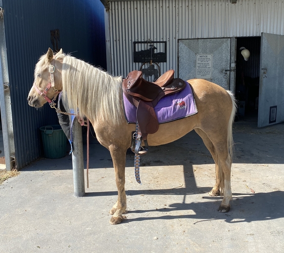 Palomino Pony Beginners horses Horse for sale in Lake Albert NSW