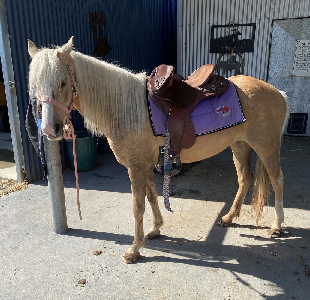Palomino Pony Beginners horses Horse for sale in Lake Albert NSW