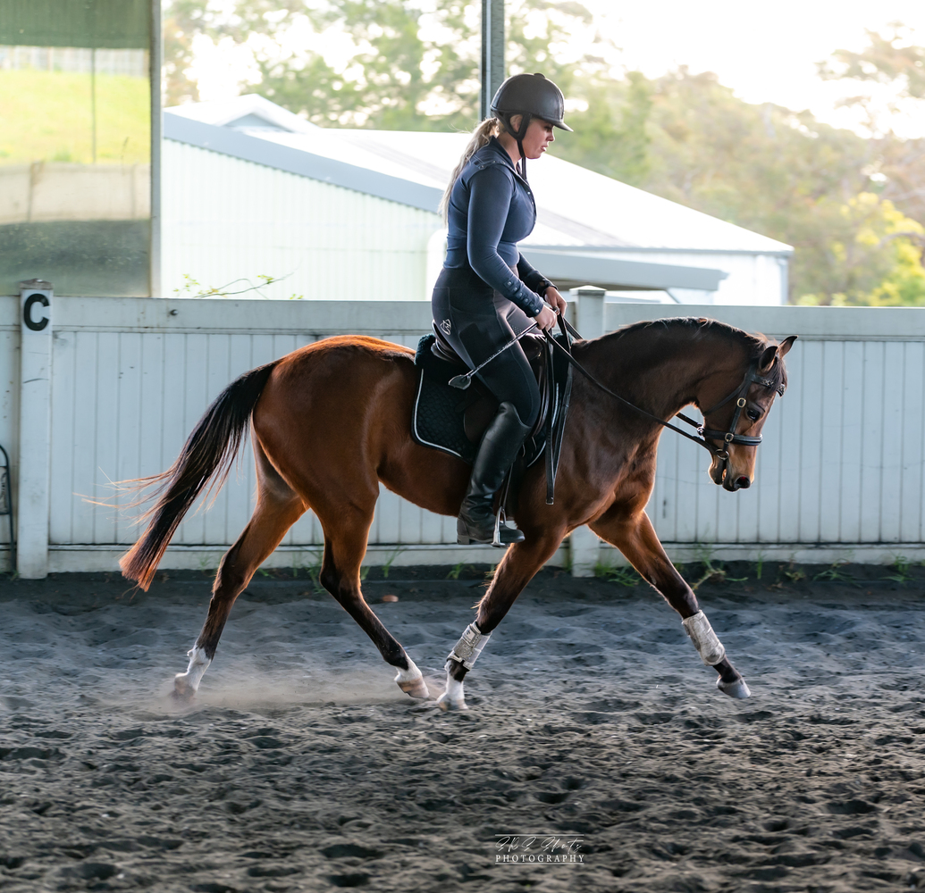 Project Riding Pony Show horses Horse for sale in Freemans