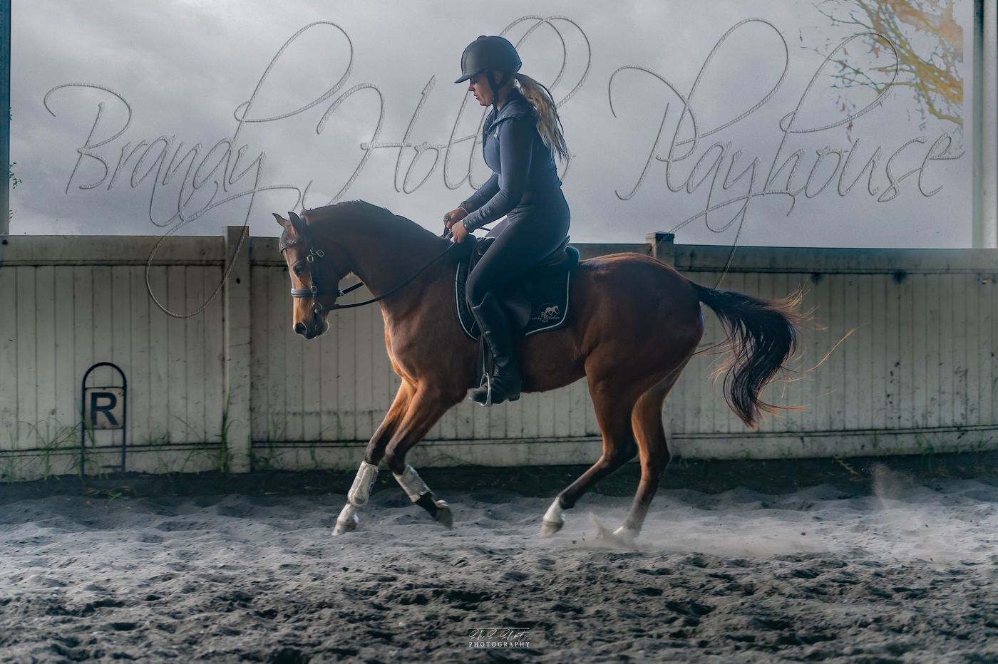 Project Riding Pony Show horses Horse for sale in Freemans