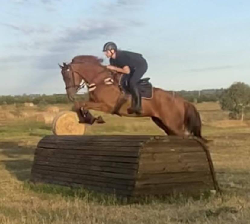 Jupiter Talented Performance Horse Eventing horses Horse for sale