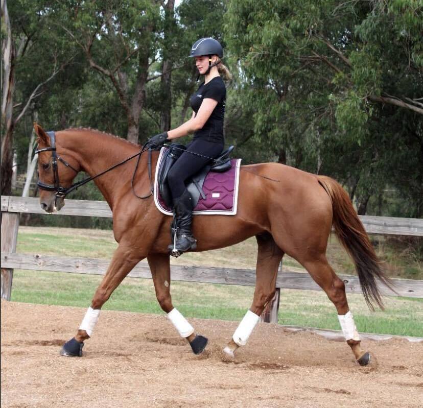 Jupiter Talented Performance Horse Eventing horses Horse for sale