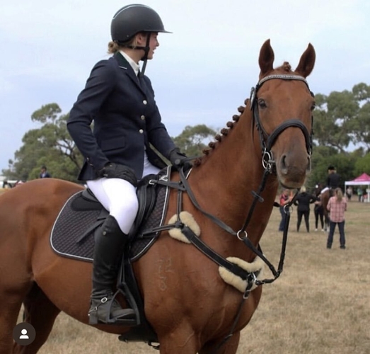 Jupiter Talented Performance Horse Eventing horses Horse for sale