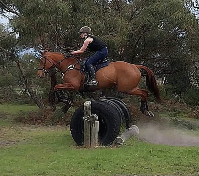 Jupiter Talented Performance Horse Eventing horses Horse for sale