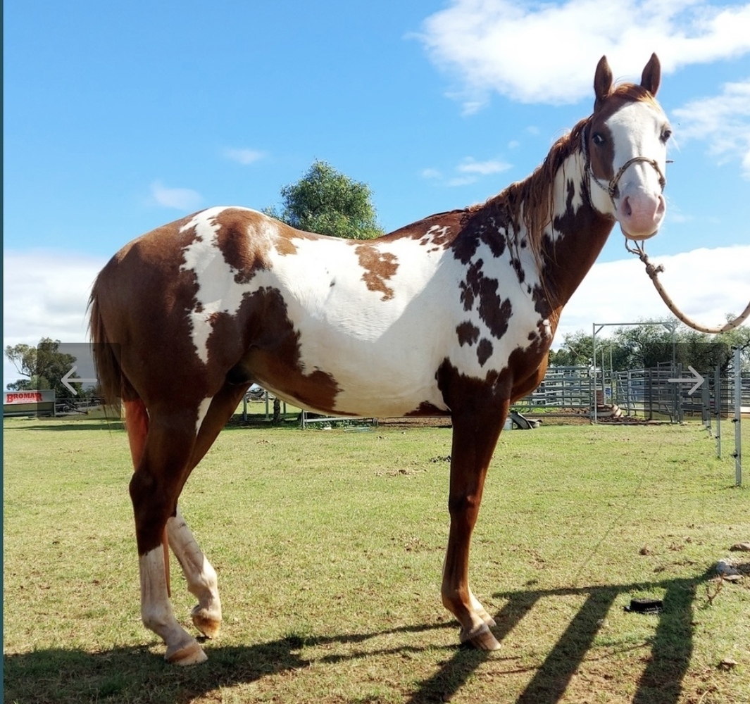 Beautiful Paint Gelding Western Show horses Horse for sale in Dubbo