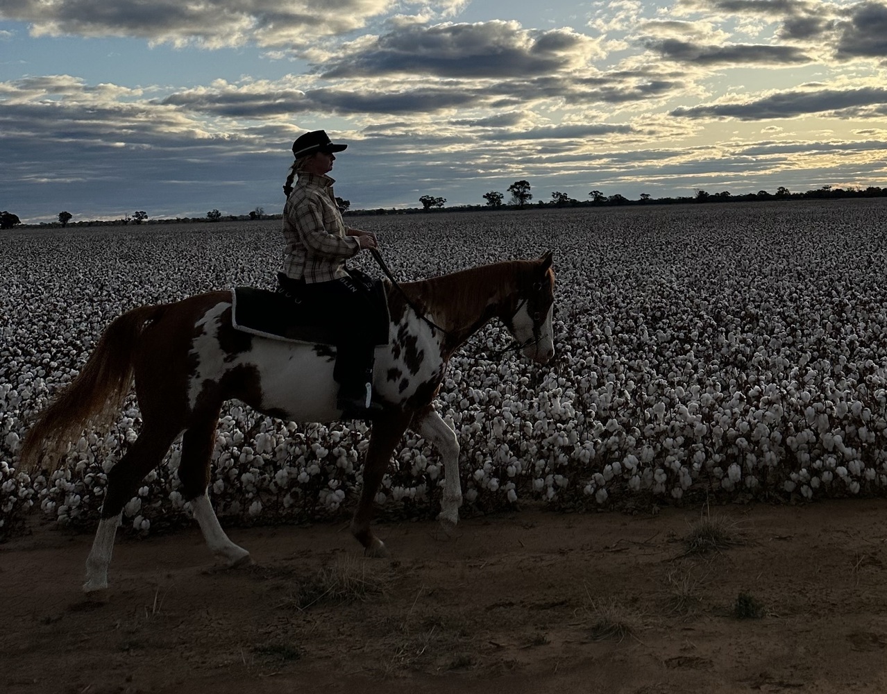 Beautiful Paint Gelding Western Show horses Horse for sale in Dubbo