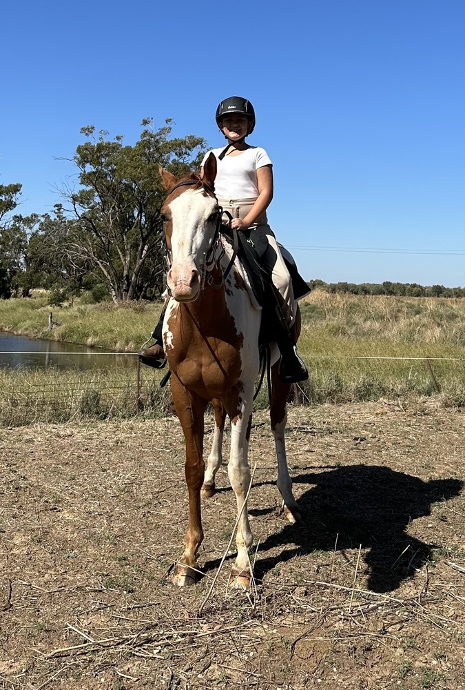 Beautiful Paint Gelding Western Show horses Horse for sale in Dubbo